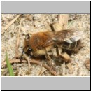 Andrena barbilabris - Sandbiene w18a 11mm - Sandgrube Niedringhaussee det.jpg